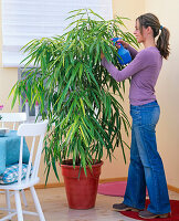 Ficus binnendijkii 'Amstel Gold' (narrow-leaved gum tree)