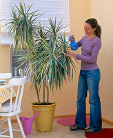 Dracaena marginata 'Bicolor' (dragon tree) in yellow pot