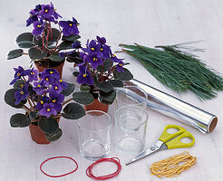Usambara violets with pine needles (1/7)