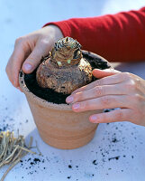 Grow amaryllis in clay pot