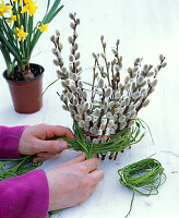 Narcissus in glass with pussy willow branches