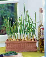 Plant bulbs in boxes for chopped greenery