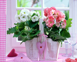 Primula obconica (Becherprimeln, weiß und rosa) in Holzkorb am Fenster