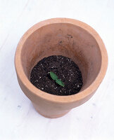 Pile up a cucumber seedling in a pot (3/5)