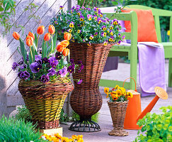 Tulipa 'Princess Irene' (tulip), Viola wittrockiana and Cornuta