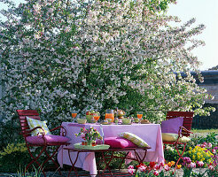 Breakfast before blossoming malus 'Evereste' (ornamental apple tree)