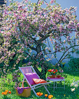 Prunus 'Kiku-Shidare-Zakura' (Japanese Cherry Cherry)