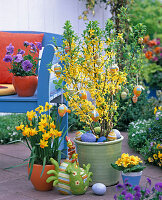 Forsythia 'Lynwood' (goldbells), Narcissus 'Jetfire' (daffodils)