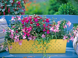 Planting a yellow box with fuchsias (5/5)