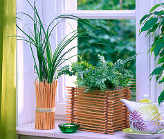 Shin Yong wood, Nolina (bottle tree), Pteris cretica 'Parkeri'