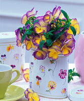 Viola cornuta (horn violet) bouquet in box with viola motive