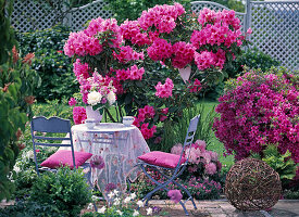 Blue garniture on spring bed with rhododendron