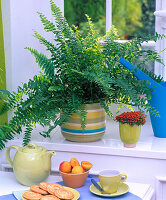 Repotting sword fern (2/2)