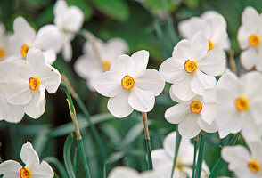 Narcissus poeticus 'Actaea' (Poet's daffodils)