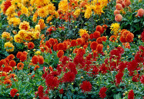 Red, orange and yellow Dahlia (Dahlias)