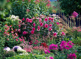 Rosa-pinkes Beet mit Stauden und Dahlien