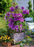 Plant clematis in wooden tubs