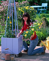 Plant blue box with yellow thunbergia