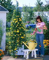 Planting blue box with yellow Thunbergia: 5/5