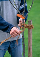 Planting an apple tree (7/9)