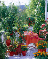 Naschbalkon mit Lycopersicon (Tomaten) und Capsicum (Paprika)