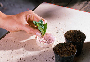 Propagating cuttings of fuchsias (3/7)