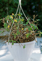 Cut back the hanging fuchsia in spring and repot