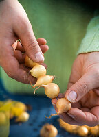 Hyacinths with onion bulbs (1/2)