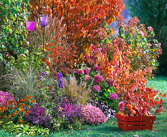 Herbstbeet Gräsern, Pyracantha (Feuerdorn), Brassica (Zierkohl)