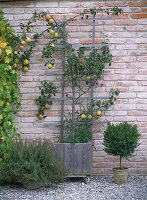 Pyrus 'Vereinsdechant' (pear) in front of unplastered wall with herbs