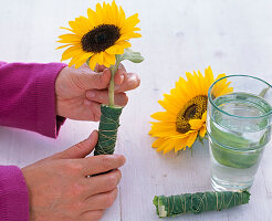 Sonnenblume in Blumenröhrchen: 2/3