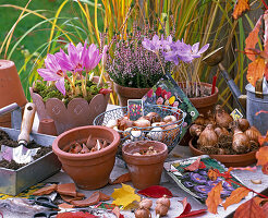 Put onions of crocus in small saucepan