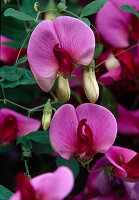 Lathyrus grandiflorus flowers