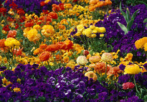 Ranunculus asiaticus (Ranunkeln) und Viola wittrockiana