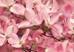 Flowers of Cornus florida 'Rubra' (Flowering Dogwood)