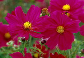 Flowers of Cosmos bipinnatus 'Carmine' (ornamental basket)