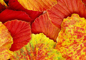 Blätter von Hamamelis (Zaubernuss) in Herbstfärbung