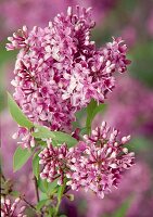 Lila Blüten von Syringa chinensis (Chinesischer Flieder)