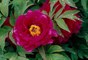 Paeonia suffruticosa 'Phoenix of China' (shrub peony)