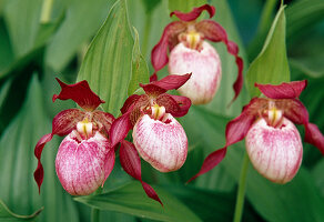 Cypripedium 'Gisela' (Frauenschuh), Blüten