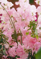 Blüten von Lathyrus odoratus (Duftwicke)