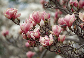 Magnolia soulangiana (Tulip magnolia)