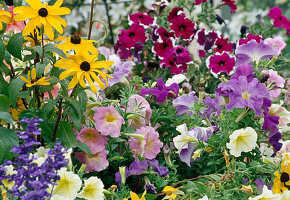 Bed with Petunia (Petunia), Rudbeckia (Echinacea)