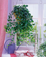 Hedera in traffic light at the window, candles, fabric-covered box, watering can