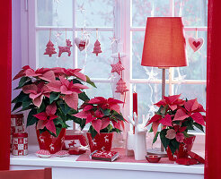 Euphorbia pulcherrima on the windowsill, cans, pillows