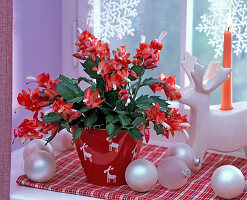 Schlumbergera (Weihnachtskaktus) in Übertopf mit Elchmotiven am Fenster