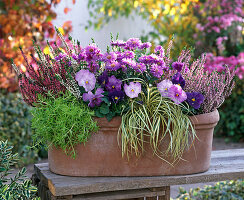 Plant box with viola, aster and calluna