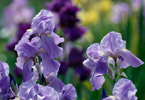 Engelhardt Blüten von Iris-Barbata-Elatior-Hyride (Schwertlilie)