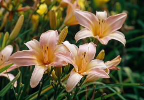 Hemerocallis-Hybride 'Spinne in Lachs' (Taglilie)