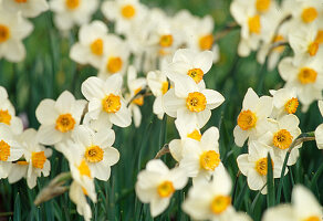 Narcissus hybrid 'Barrett Browing' (daffodils)